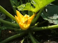 Garten 1.6.09 002.webp