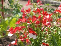 Garten 1.6.09 005.webp