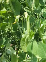 Garten 1.6.09 006.webp