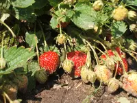 Garten 1.6.09 007.webp