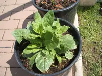 Garten 1.6.09 010.webp