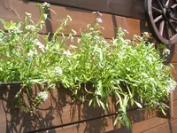 Garten 1.6.09 011.webp