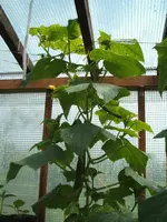 Garten 1.6.09 012.webp