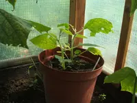 Garten 1.6.09 013.webp
