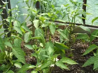 Garten 1.6.09 018.webp