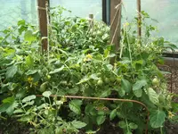 Garten 1.6.09 019.webp