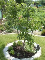 Garten 1.6.09 021.webp
