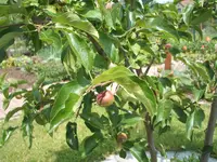 Garten 1.6.09 022.webp