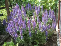 Garten 1.6.09 023.webp