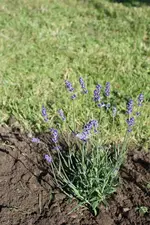 IMG_0715  1.webp