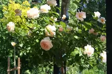 Moondance_klein.webp