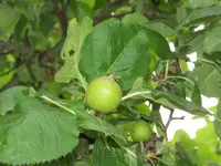 100_5104.webp