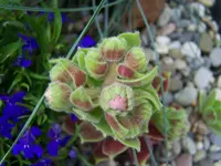 100_5107.webp