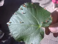 30052009.webp