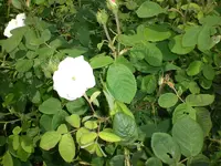 Garten Juni 002.webp