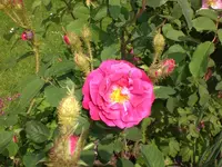 Garten Juni 004.webp