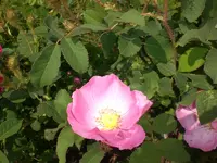 Garten Juni 006.webp