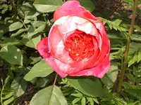 Garten Juni 011.webp