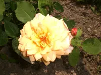 Garten Juni 012.webp