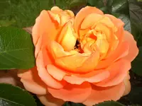Garten Juni 019.webp