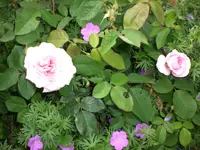 Garten Juni 020.webp
