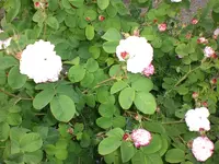 Garten Juni 021.webp