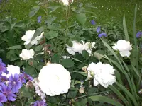 Garten Juni 022.webp