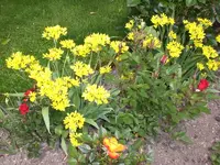Garten Juni 023.webp