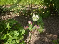 Garten Juni 009.webp