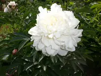 Garten Juni 013.webp