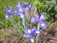 Garten Juni 015.webp