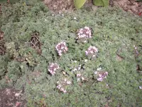 Garten Juni 017.webp