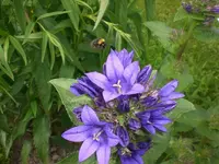 Garten Juni 018.webp