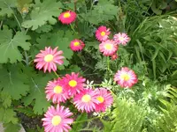 Garten Juni 024.webp