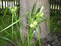 Garten Juni 027.webp
