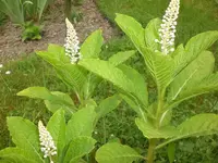 Garten Juni 030.webp