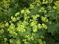 Garten Juni 033.webp