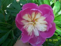 100_1767.webp