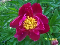 100_1769.webp