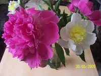 100_1761.webp