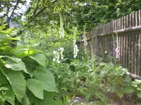 Garten Juni 014.webp