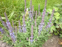 Garten Juni 016.webp