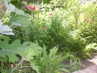 Garten Juni 025.webp