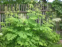 Garten Juni 026.webp