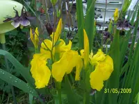 100_1766.webp