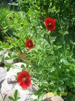 100_1772.webp