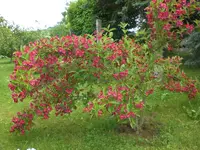Garten Juni 028.webp