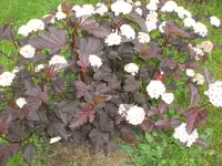 Garten Juni 031.webp