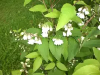 Garten Juni 032.webp