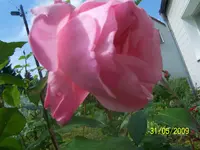 100_1773.webp